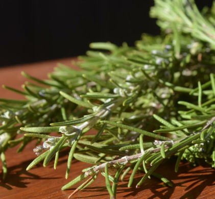 Rosemary Essential Oil