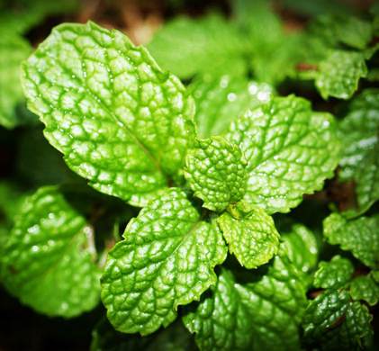 Peppermint Essential Oil